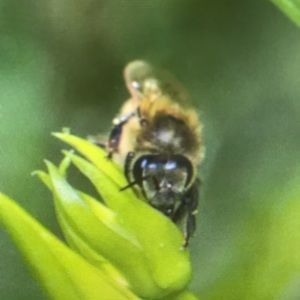 Meet your Posher, Ray